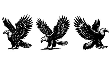 black headed eagle