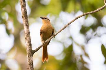 Limpa-folha-de-testa-baia (Dendroma rufa)