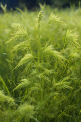 portrait banner close up of grass, nature background, for wall ornament.