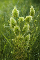 portrait banner close up of grass, nature background, for wall ornament.