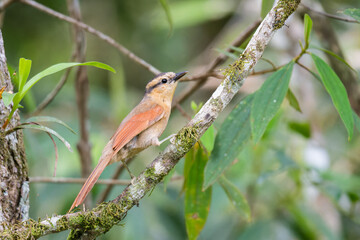 Limpa-folha-de-testa-baia (Dendroma rufa)
