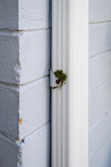 Closeup of rectangular white metal rainwater downspout and bracket with rusted screw attaching it to a brick wall
