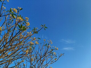 yellow frangipani pulmeria branches against blue sky