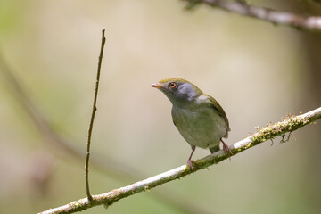 tangará fêmea (Chiroxiphia caudata) 