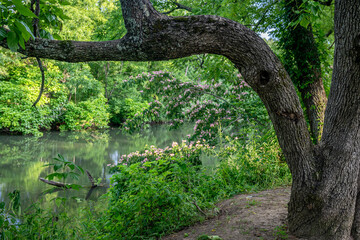 mimosa tree blooming