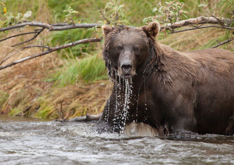 Alaskan brown bear by river fishing for salmon, Katmai National Park, Alaska
