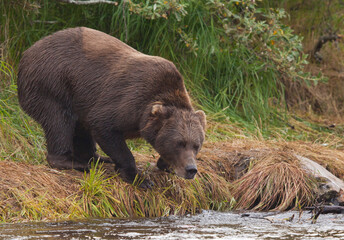 Fototapeta premium Alaskan brown bear by river fishing for salmon, Katmai National Park, Alaska