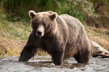 Fototapeta premium Alaskan brown bear by river fishing for salmon, Katmai National Park, Alaska