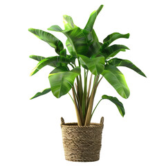 Artificial banana tree plant in a rope basket against a transparent background