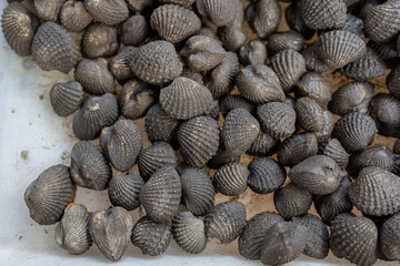 fresh cockles in Asian street food market, Asian food culture 