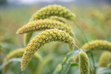 millet spike with Shallow depth of field. selective Focus