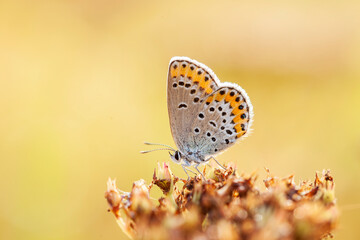 A butterfly is gathering honey