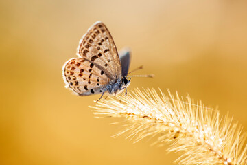 A butterfly is gathering honey