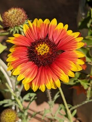 yellow and red flower