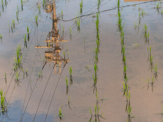 田植えを終えた街中の水田