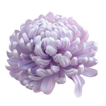 Chrysanthemum shrub variety Belgo Lilac in a transparent background