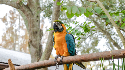 Brightly colored parrot on a branch with blurred foliage in the background
