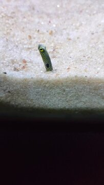 Spotted garden eel with scientific name heteroconger hassi inside aquarium is sticking out of the sand