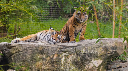 Sumatran Tigress and cub resting on a rock at the zoo in Tennessee.