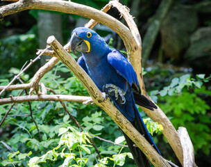 Hyacinth Macaw sitting on a branch at a zoo in Tennessee.