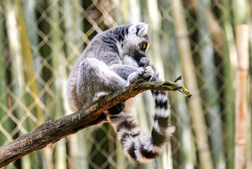 Ring-tailed lemur grooming tail on a branch at the zoo.