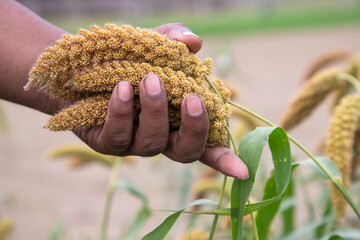 Farmer Hand-holding millet spike in the agriculture harvest field. Selective focus