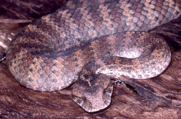 Close up of Australian Common Death Adder