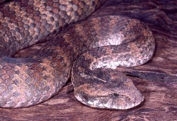 Close up of Australian Common Death Adder