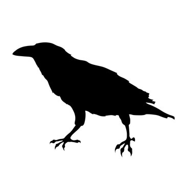 recommend clip art: Bird Raven Crow Black Silhouette for Icon.