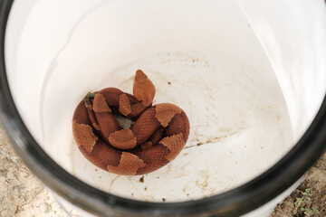 Venomous copperhead snake caught in bucket.