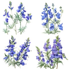 Collection of Aconite flower commonly known as aconitum, monkshood, Watercolor illustration On White Background
