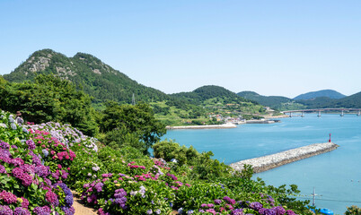 Fototapeta premium 산 정상의 수국 꽃밭 아래로 보이는 바다