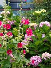 農園に咲くタチアオイと紫陽花の花