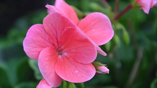 Beautiful blooming pink geranium flowers closeup in pot