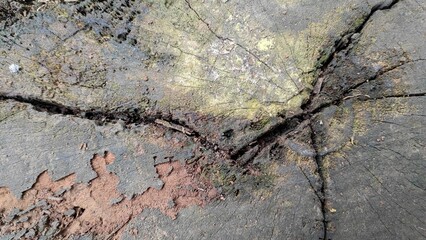 This is a pattern of old tree wood fibers that has formed over many years with an attractive and clearly visible texture.