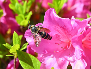 ツツジの花に止まるツチバチ