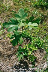 Young Dwarf Hardy Fig Tree in a Garden