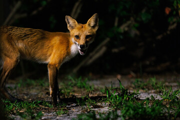 A cute red fox (Vulpes vulpes) seen late at night under porch lights in Sarasota, Florida