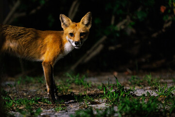 A cute red fox (Vulpes vulpes) seen late at night under porch lights in Sarasota, Florida