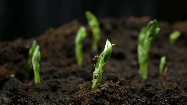 Time-lapse of Pea Sprouts Germinating