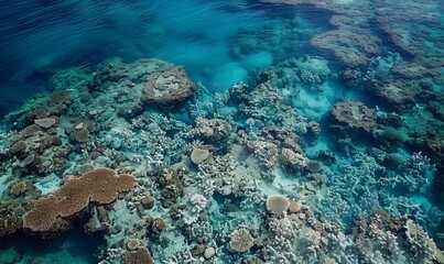 Fototapeta premium An aerial view of a coral reef suffering from bleaching, with vast areas of white, lifeless corals contrasted against patches of healthy ones