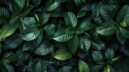 A close up of green leaves with a lot of holes in them
