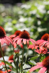 red flower in the garden