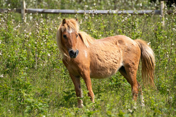 A ginger-colored mare stands near the fence line in a meadow of wildflowers. She is one of over 100...