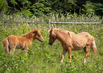 Obraz premium An interaction between a ginger-colored mare and her colt in Grayson Highlands State Park in Virginia. They are among at least 100 wild ponies that live in Grayson Highlands State Park in Virginia.