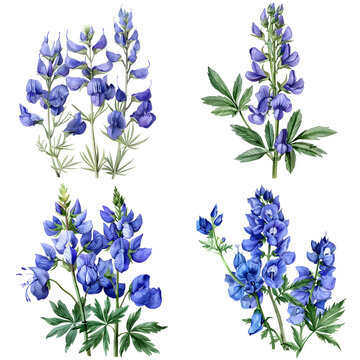 Collection of Aconitum napellus or violet aconite watercolor illustration on white background