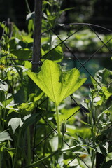 Fototapeta premium green leaves of a pumpkin plant