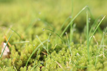In focus view of vibrant green moss and grass, depicting a serene and peaceful natural environment