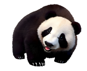 Cute Panda Bear, Head Cocked To The Side, with Transparent Background