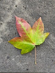 Liquidambar formosana in autumn. leaves on a background of asphalt